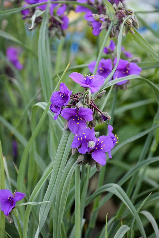 Tradescantia Spiderwort Concord Grape - 8" Potted Perennial