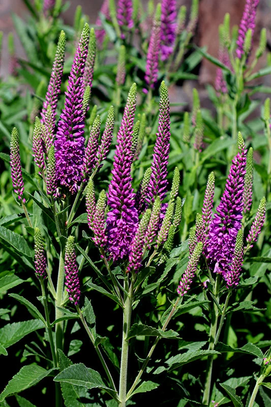 Veronica Speedwell Purplegum Candles - 8" Potted Perennial