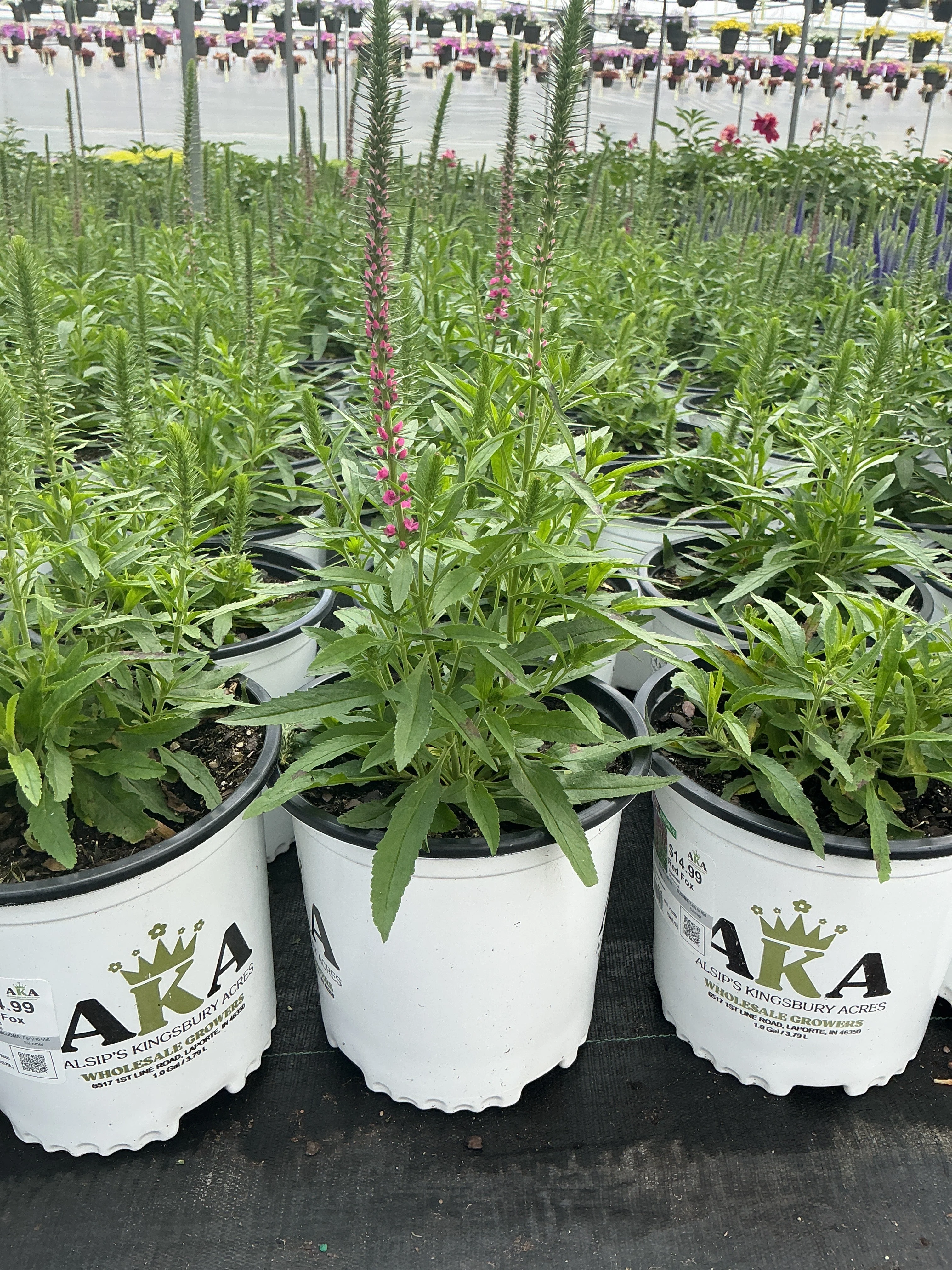 Veronica Speedwell Red Fox - 8" Potted Perennial - Image 2