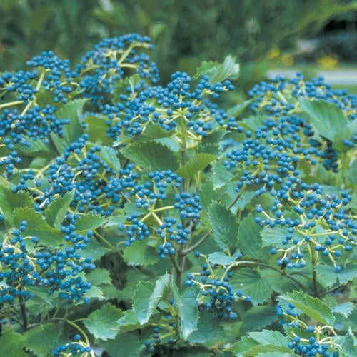 Viburnum Blue Muffin - 3 Gallon Pot - Image 2