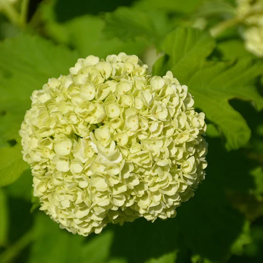 Viburnum Snowball - 5 Gallon Pot