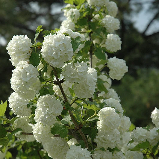 Viburnum Snowball - 5 Gallon Pot - Image 2