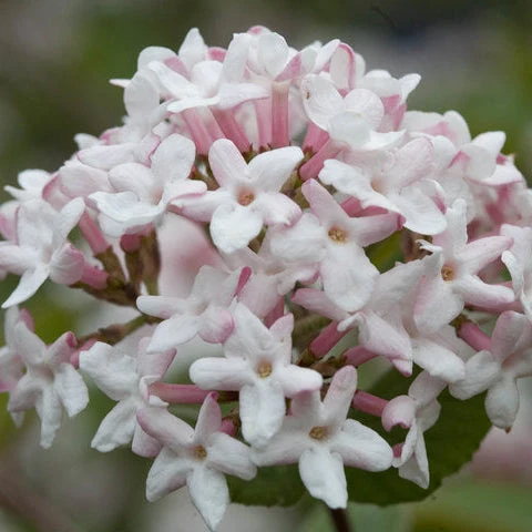 Viburnum Spice Girl - 3 Gallon Pot - Image 3