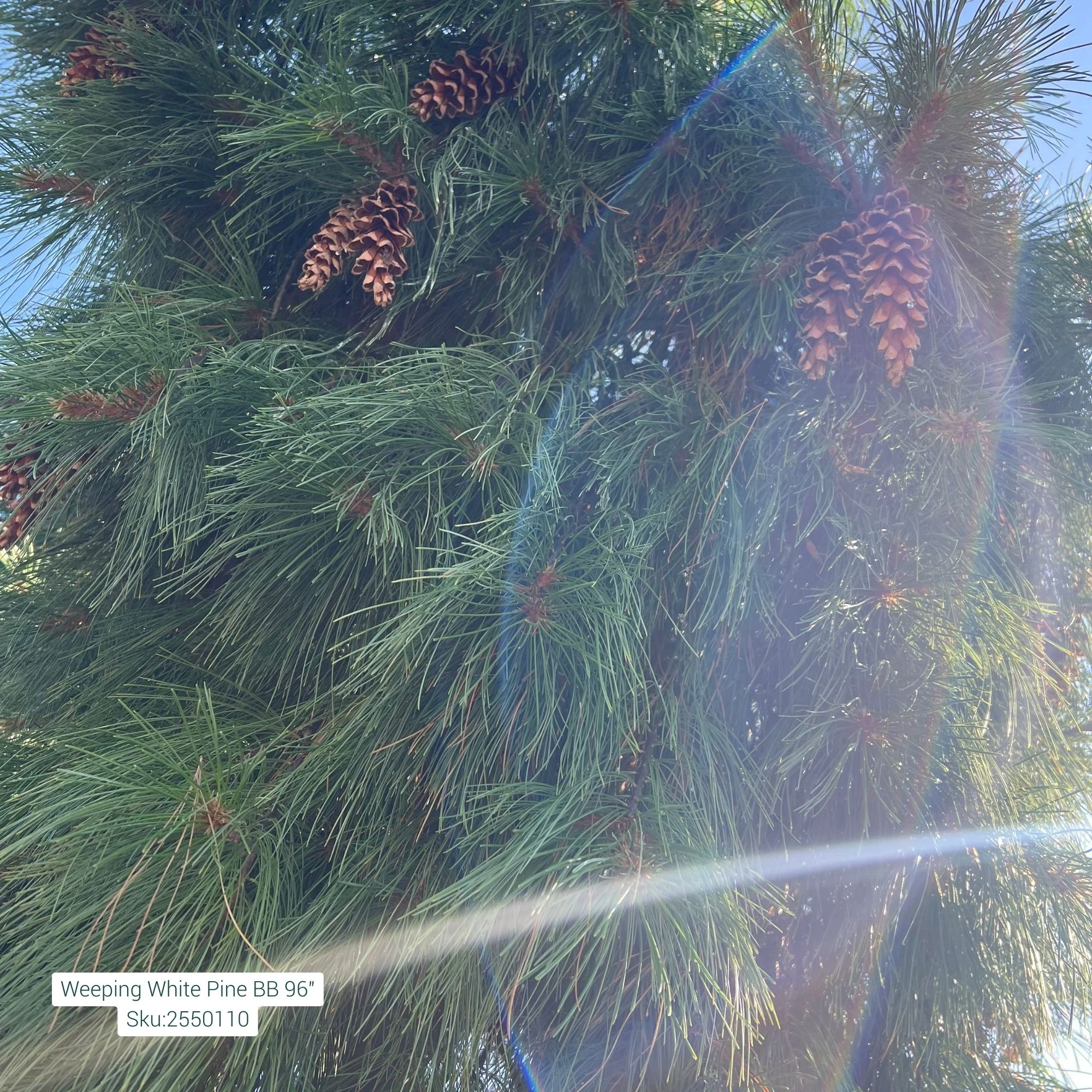 Weeping White Pine - Pinus strobus 'Pendula' - Ball & Burlap Tree (Multiple Sizes) - Image 3