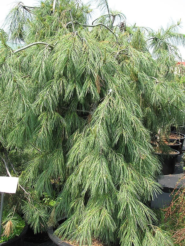 Weeping White Pine - Pinus strobus 'Pendula' - Ball & Burlap Tree (Multiple Sizes) - Image 4
