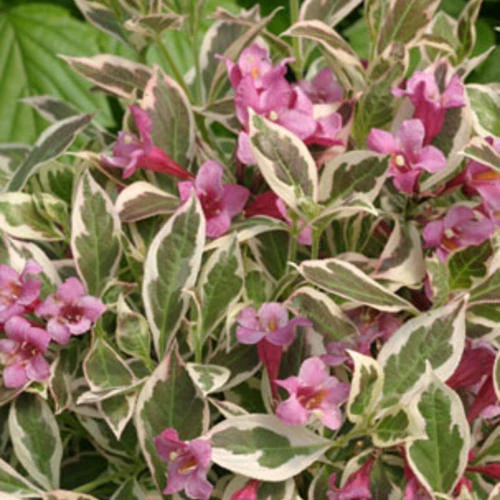 Weigela My Monet - 2 Gallon Pot - Image 2