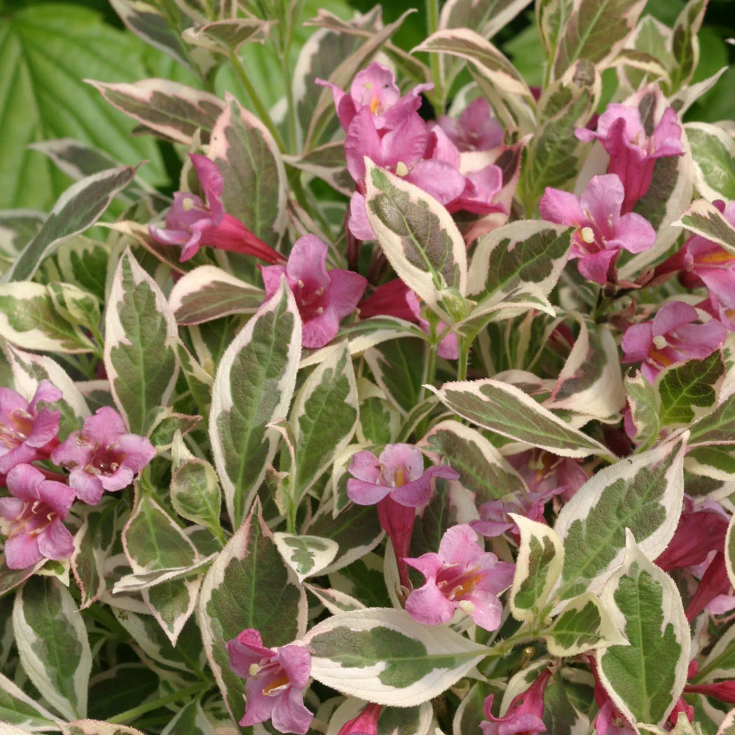 Weigela My Monet - 2 Gallon Pot - Image 3