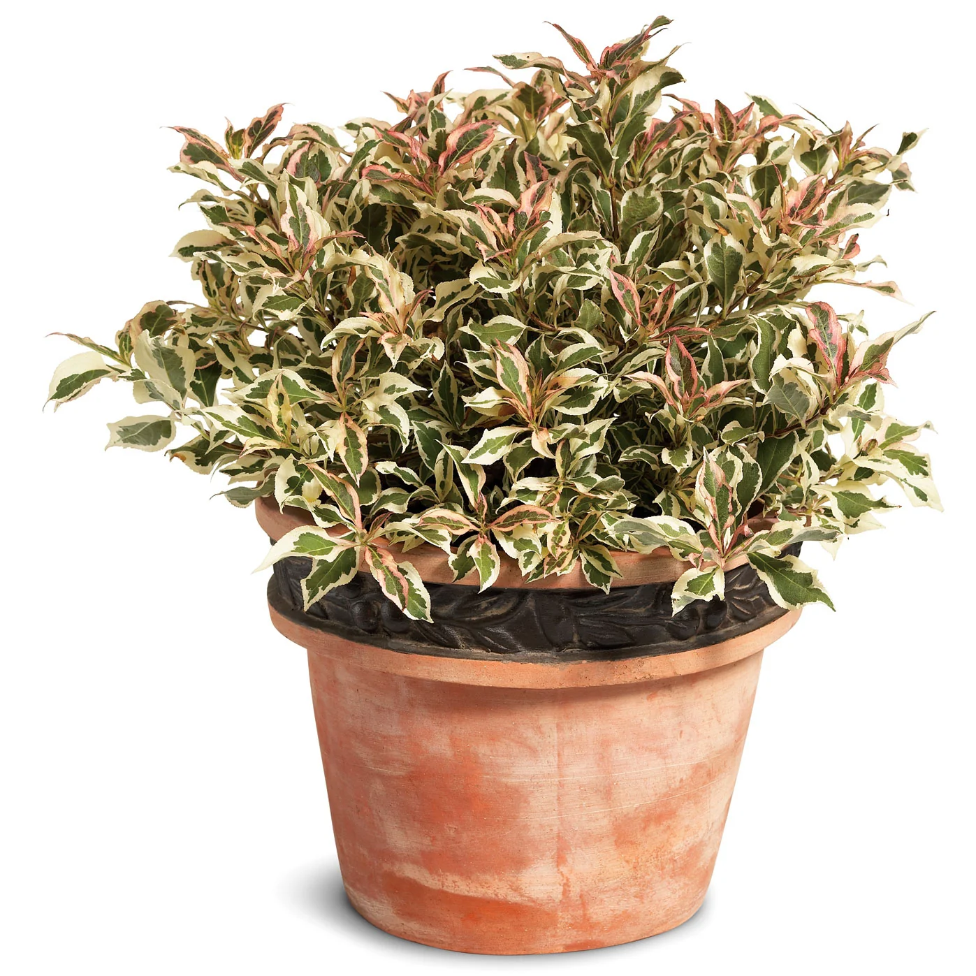 Weigela My Monet - 2 Gallon Pot - Image 4