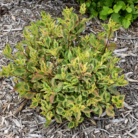 Weigela Rainbow Sensation - 2 Gallon Pot