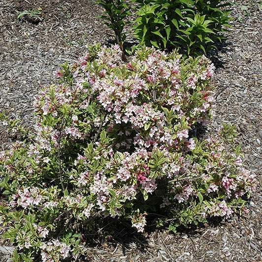 Weigela Rainbow Sensation - 2 Gallon Pot - Image 2