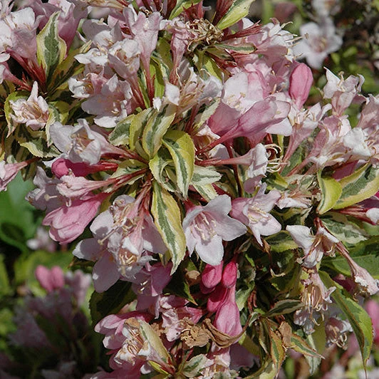 Weigela Rainbow Sensation - 2 Gallon Pot - Image 3