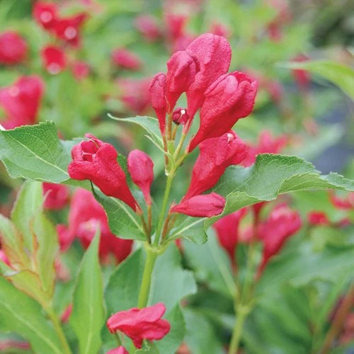 Weigela Sonic Bloom Red - 3 Gallon Pot - Image 2