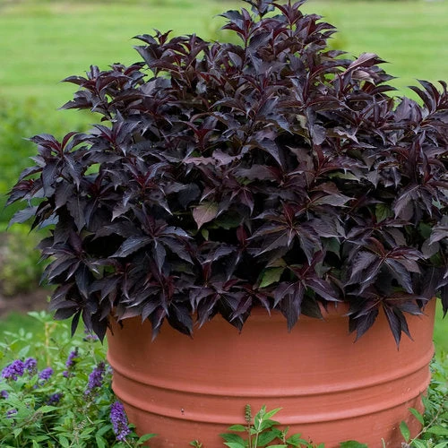 Weigela Spilled Wine - 3 Gallon Pot