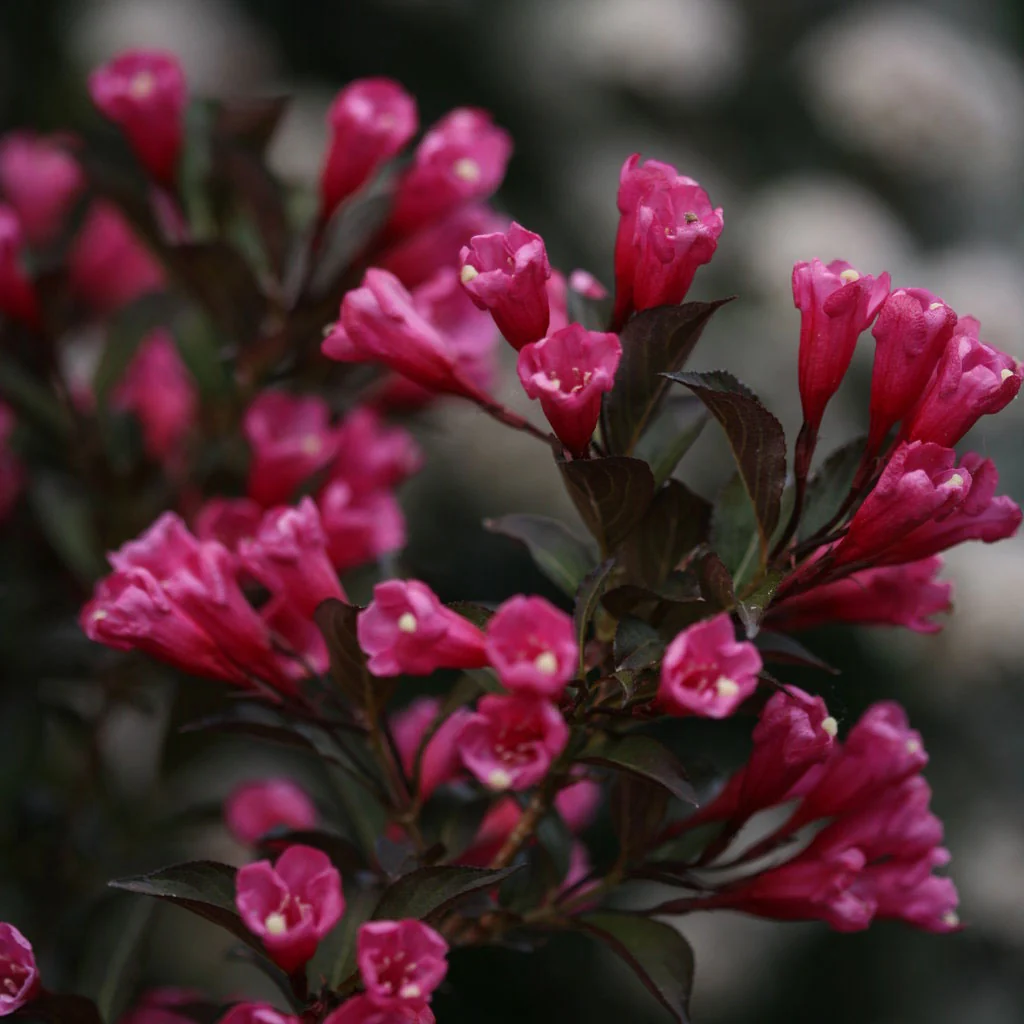 Weigela, Wine & Roses Flowering Shrub, 3 Gallon Container - Image 4