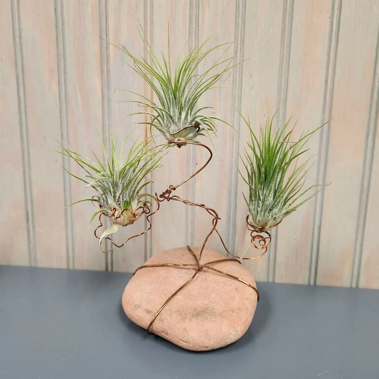 Workshop Wednesdays: Air Plant Artistry Workshop - Image 2
