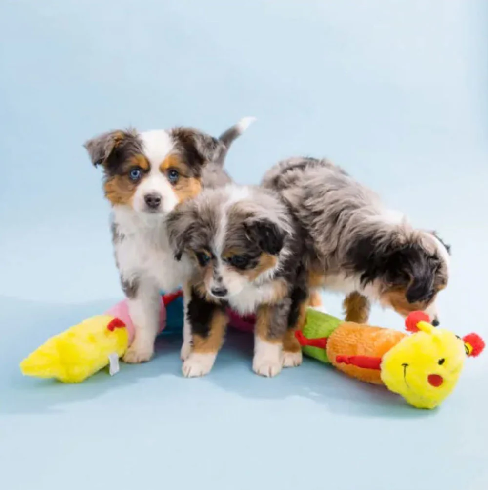 ZIppy Paws, Caterpillar, XL - Image 2