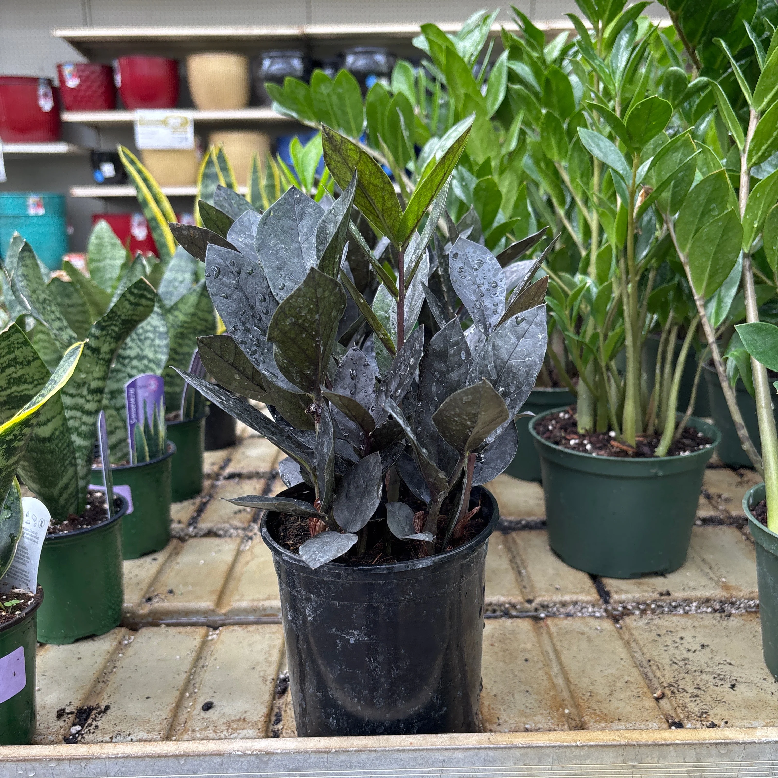 ZZ Everlasting - Zamioculcas zamiifolia - 6" Pot